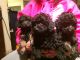 Poodle Puppies for sale in Garner, NC, USA. price: $500