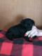 Poodle Puppies for sale in Roanoke, VA, USA. price: NA
