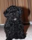 Poodle Puppies for sale in Annandale, VA, USA. price: NA