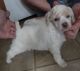 Poodle Puppies for sale in Gulfport, MS, USA. price: $450