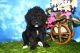 Poodle Puppies for sale in Canton, OH, USA. price: NA