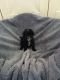 Poodle Puppies for sale in Salt Lake City, UT, USA. price: NA