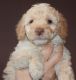 Poodle Puppies for sale in Florida City, FL, USA. price: NA