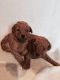 Poodle Puppies for sale in Columbus, OH 43215, USA. price: NA