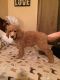 Poodle Puppies for sale in Davenport, IA, USA. price: NA