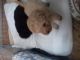 Poodle Puppies for sale in 58503 Rd 225, North Fork, CA 93643, USA. price: NA