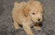 Poodle Puppies for sale in Walnut, CA, USA. price: NA