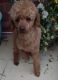 Poodle Puppies for sale in Ohio City, Cleveland, OH, USA. price: $350