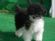 Poodle Puppies for sale in Longs, SC 29568, USA. price: $1,250