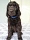 Poodle Puppies for sale in Spring Hill, FL, USA. price: $1,200