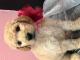 Poodle Puppies for sale in Oakdale, CA 95361, USA. price: $3,000