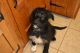 Poodle Puppies for sale in Hickory, NC, USA. price: $800