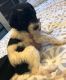 Poodle Puppies for sale in Longport, NJ 08403, USA. price: NA