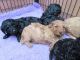 Poodle Puppies for sale in Marysville, WA, USA. price: $230