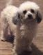 Poodle Puppies for sale in Brooklyn, NY, USA. price: $500