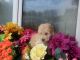 Poodle Puppies for sale in Boston, MA 02215, USA. price: $500