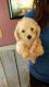Poodle Puppies for sale in Hurricane, WV, USA. price: $450