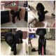 Poodle Puppies for sale in Bradenton, FL, USA. price: NA