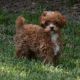 Poodle Puppies for sale in Loris, SC 29569, USA. price: $1,500