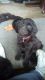 Poodle Puppies for sale in Elk Garden, WV 26717, USA. price: $1,000