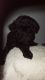 Poodle Puppies for sale in Davenport, FL, USA. price: NA