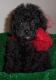 Poodle Puppies for sale in 10001 US-4, Whitehall, NY 12887, USA. price: NA