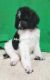 Poodle Puppies for sale in Palm Springs, CA 92262, USA. price: NA