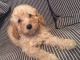 Poodle Puppies for sale in Olympia, WA, USA. price: $300
