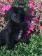 Poodle Puppies for sale in Olean, NY 14760, USA. price: $700