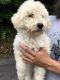 Poodle Puppies for sale in Robbinsville, NC 28771, USA. price: NA