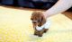 Poodle Puppies for sale in Albany St, Huntington Park, CA 90255, USA. price: NA