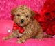 Poodle Puppies for sale in San Jose, CA 95113, USA. price: NA