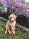 Poodle Puppies for sale in Clinton, NJ 08809, USA. price: $1,000