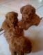 Poodle Puppies for sale in Arlington, VA, USA. price: NA