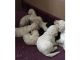 Poodle Puppies for sale in Westerville Woods Dr, Columbus, OH 43231, USA. price: $350