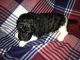 Poodle Puppies for sale in Oologah, OK 74053, USA. price: NA