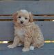 Poodle Puppies for sale in Columbus, OH, USA. price: NA