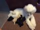 Poodle Puppies for sale in Fort Gratiot Twp, MI, USA. price: NA