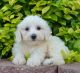 Poodle Puppies for sale in Albuquerque, NM, USA. price: NA