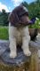 Poodle Puppies for sale in Olean, NY 14760, USA. price: $1,000