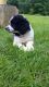 Poodle Puppies for sale in Olean, NY 14760, USA. price: NA