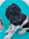 Poodle Puppies for sale in Meadow, UT, USA. price: NA