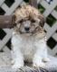 Poodle Puppies for sale in Florida Ave NW, Washington, DC, USA. price: NA