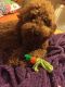 Poodle Puppies for sale in Manchester, NH, USA. price: NA