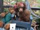 Poodle Puppies for sale in Pensacola Beach, FL, USA. price: $950