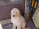 Poodle Puppies for sale in Texas St, Fairfield, CA 94533, USA. price: NA