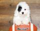 Poodle Puppies for sale in Taos, NM 87571, USA. price: $500