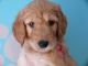 Poodle Puppies for sale in Texas City, TX, USA. price: NA