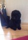 Poodle Puppies for sale in NJ-3, Clifton, NJ, USA. price: NA