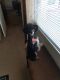 Poodle Puppies for sale in Chesapeake, VA, USA. price: NA